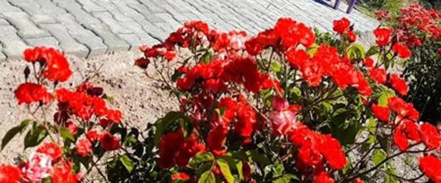 Tatlisu Bungalov Otel