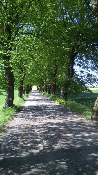 Ruegenfewo-am-Feldrain