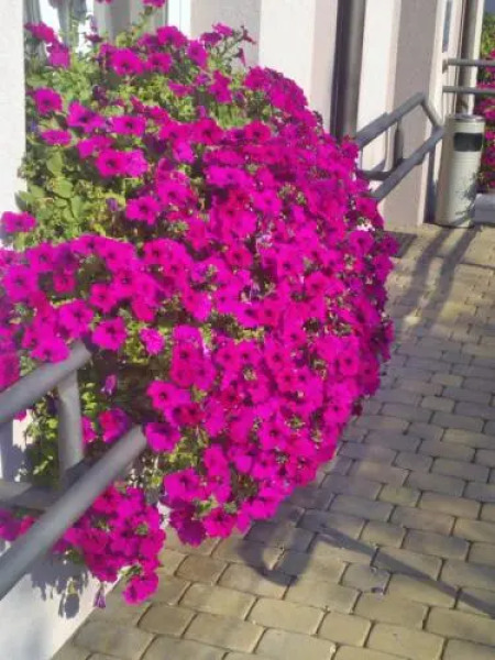 Pokoje Hotelowe Wiktoria