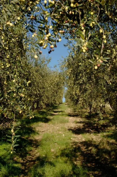 Colonna Country Home