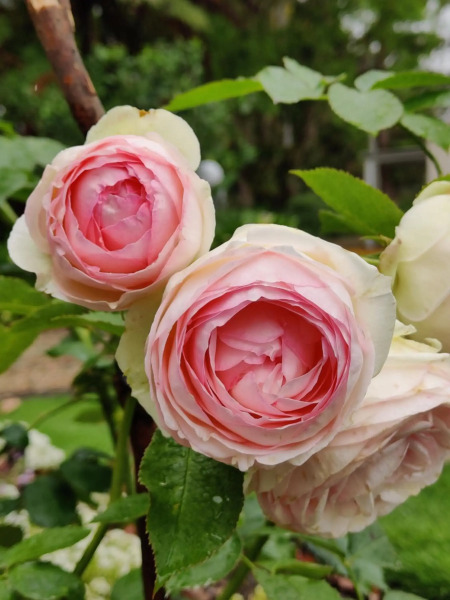 WinterGreen Manor at Maleny