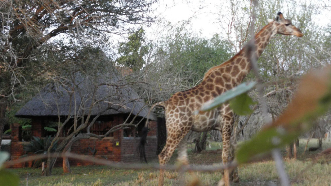 Doringpoort Safari Lodge