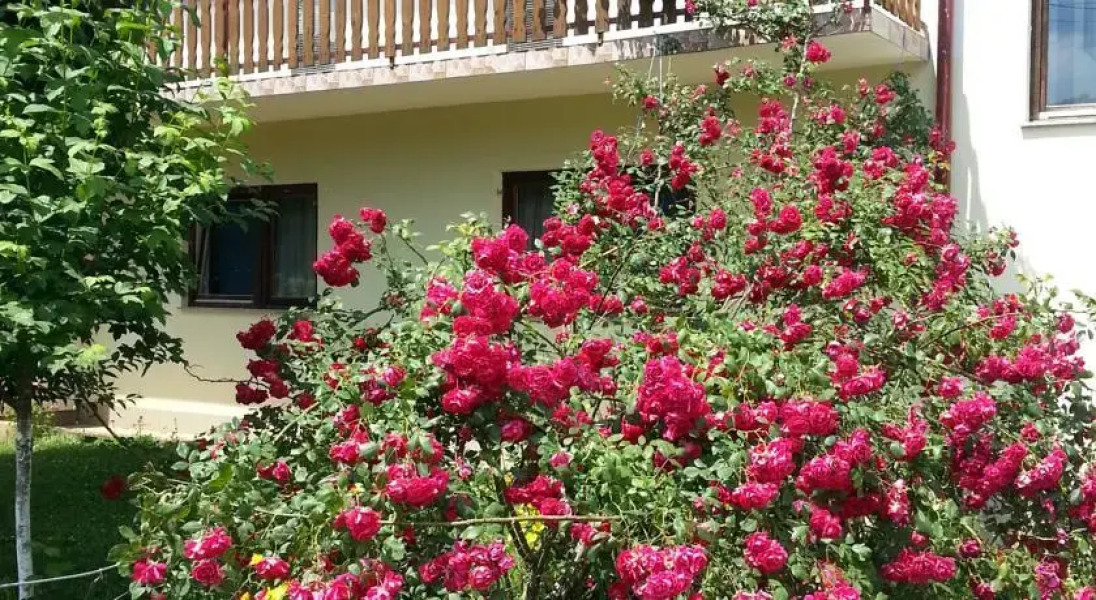 Apartment Mesić