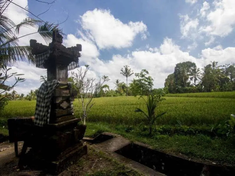 Step Ubud Hotel Mountain View