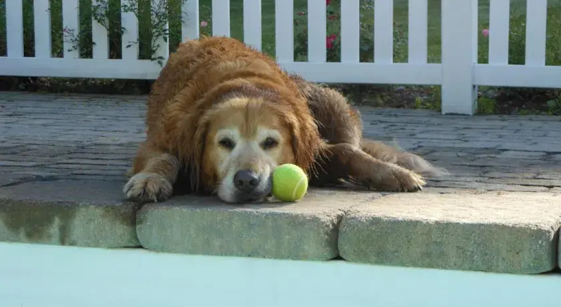 Applewood Manor Bed & Breakfast