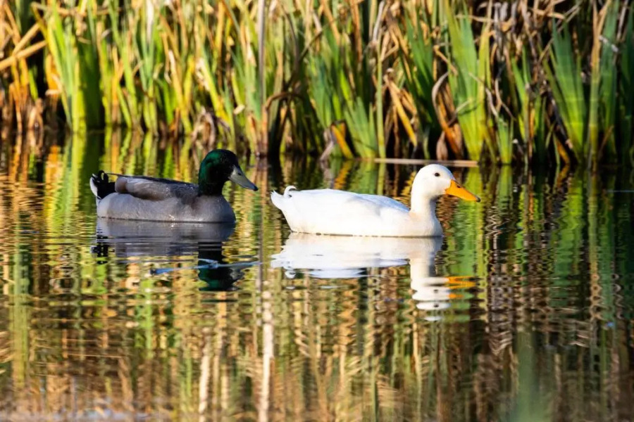 The Oak Eco Barn Clematis Cottages Stamford