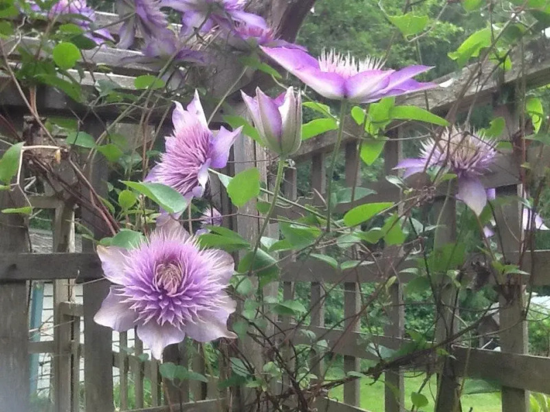 Wisteria Honeymoon Cottage - Suite of Angels