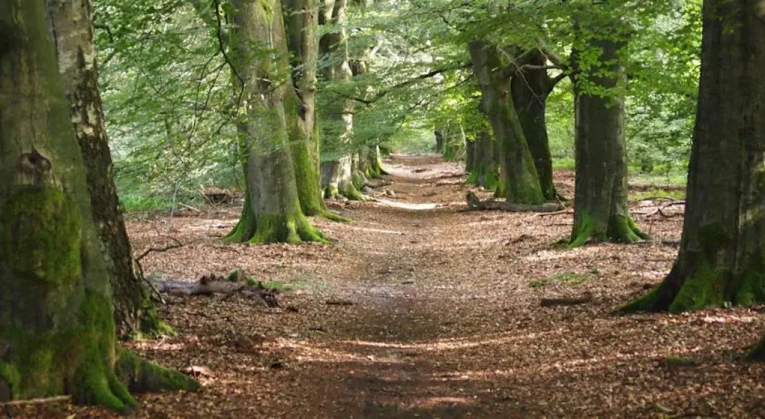 Bens dream de Woeste Hoogte