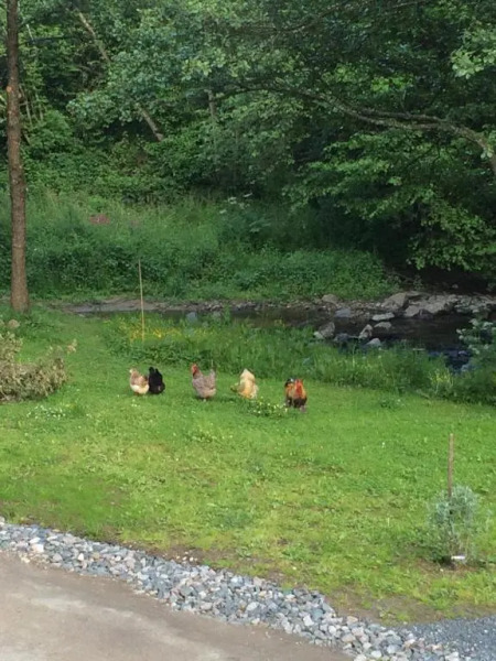 Les Sittelles de Bamboche