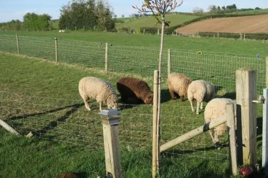 Little John's Petite Cosy Cabin