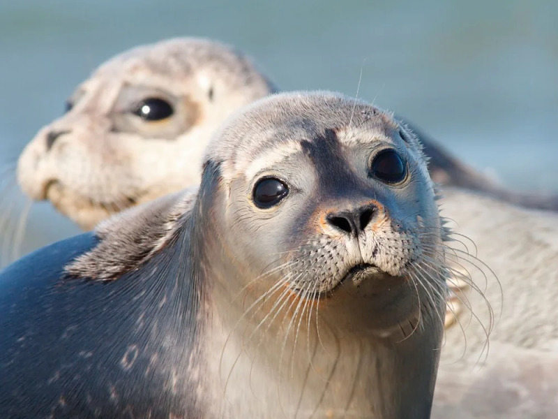Tidy Holidayhome with Dishwasher, Near the Emslandermeer
