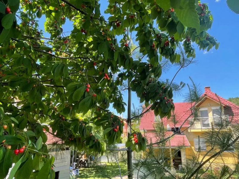 Jasmin Apartment House