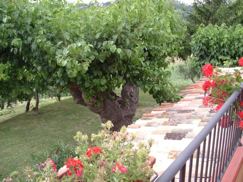 Agriturismo il Bacucco