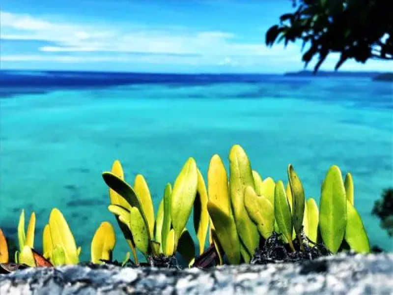 Nature Island Resort