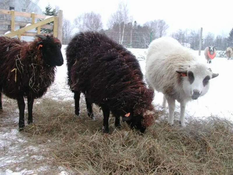 Three Pines Bed and Breakfast