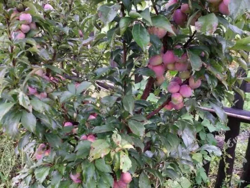 Home Of Linhai Family Guesthouse