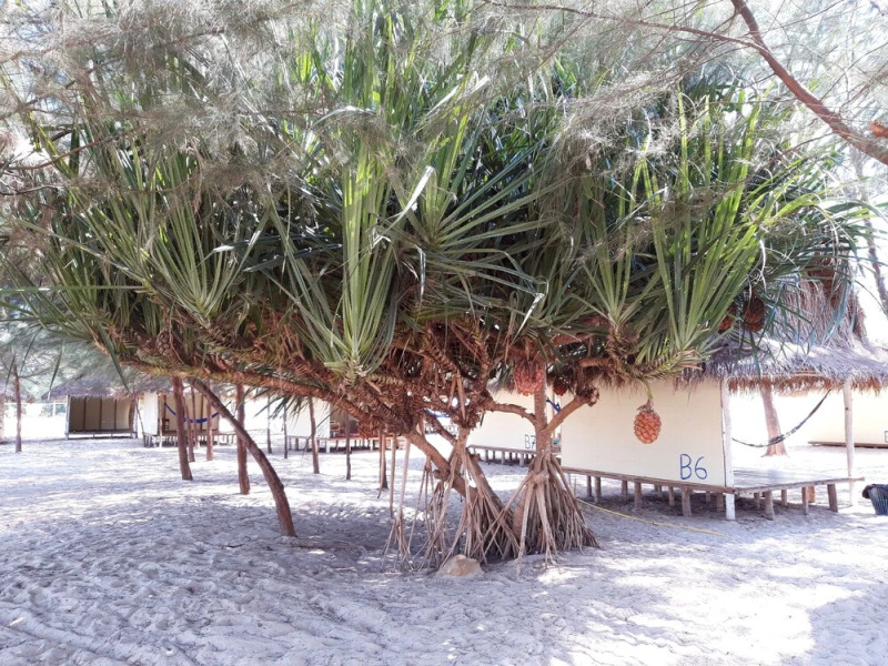 Hula Hula Beach Bungalows & Restaurant