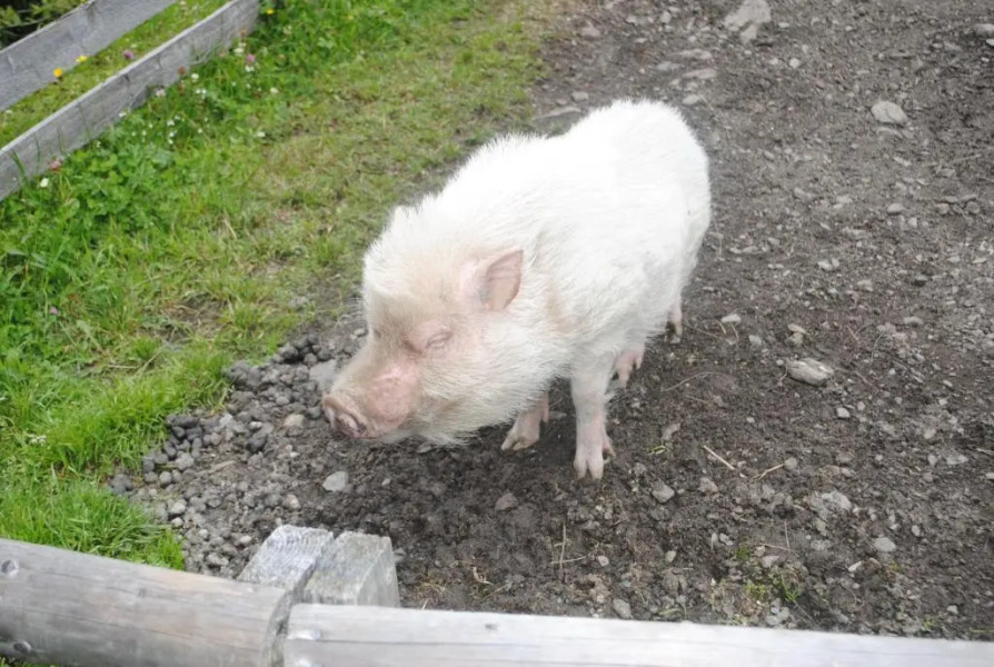 Familien-Bauernhof NEUMOAR