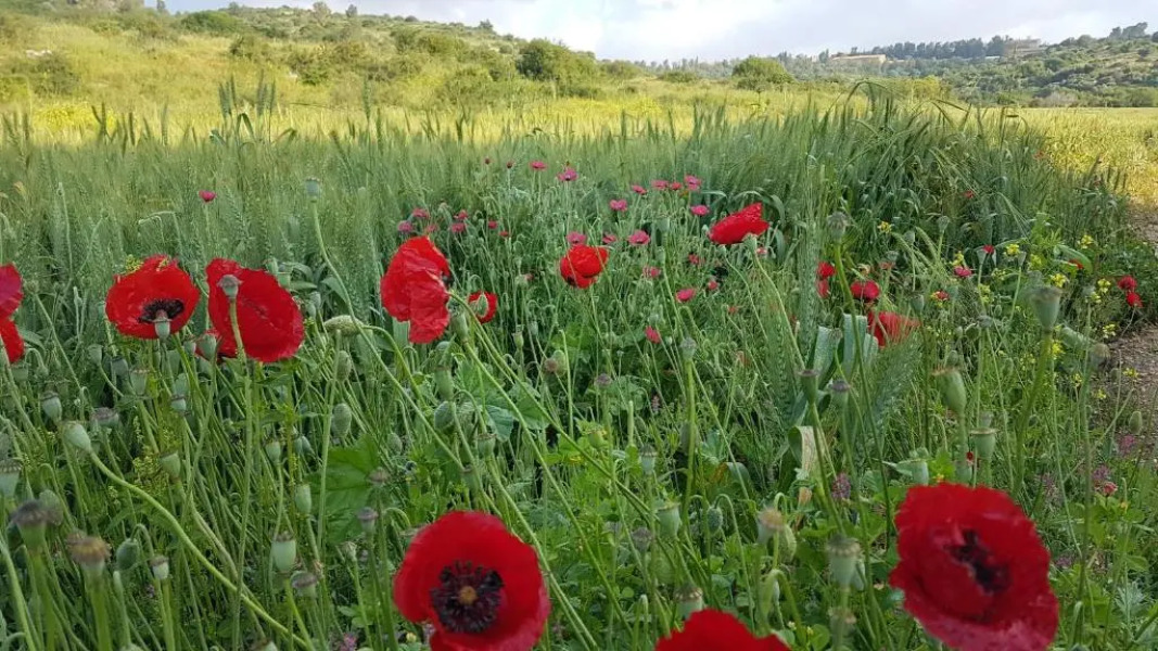 Hemdatya Stone Suites In The Galilee