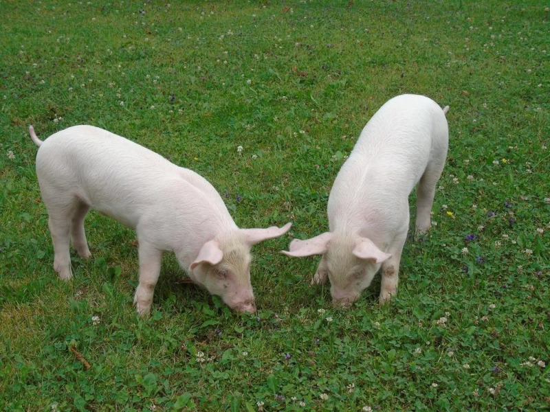 Erlebnisbauernhof Urak