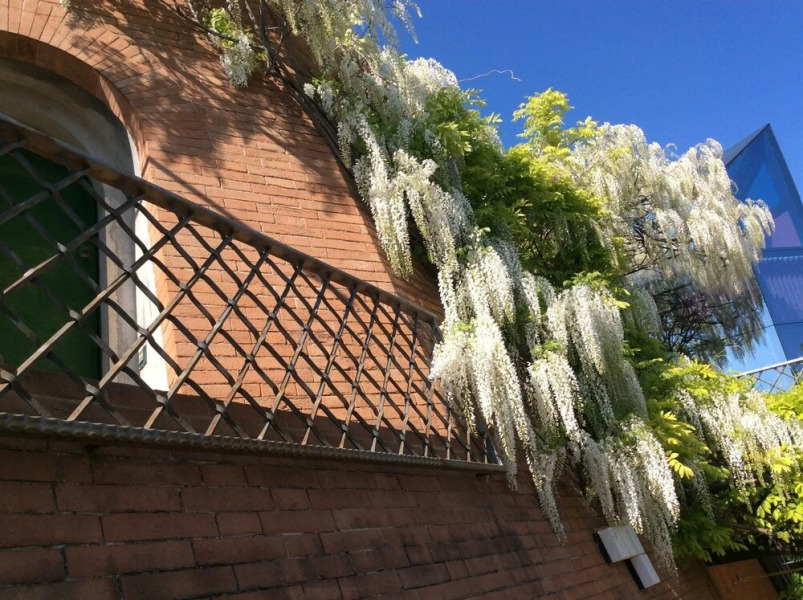 Il Podere Degli Ulivi