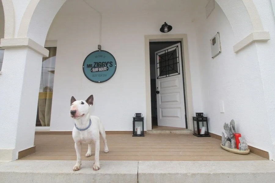 Mr Ziggy's Surfhouse - Hostel