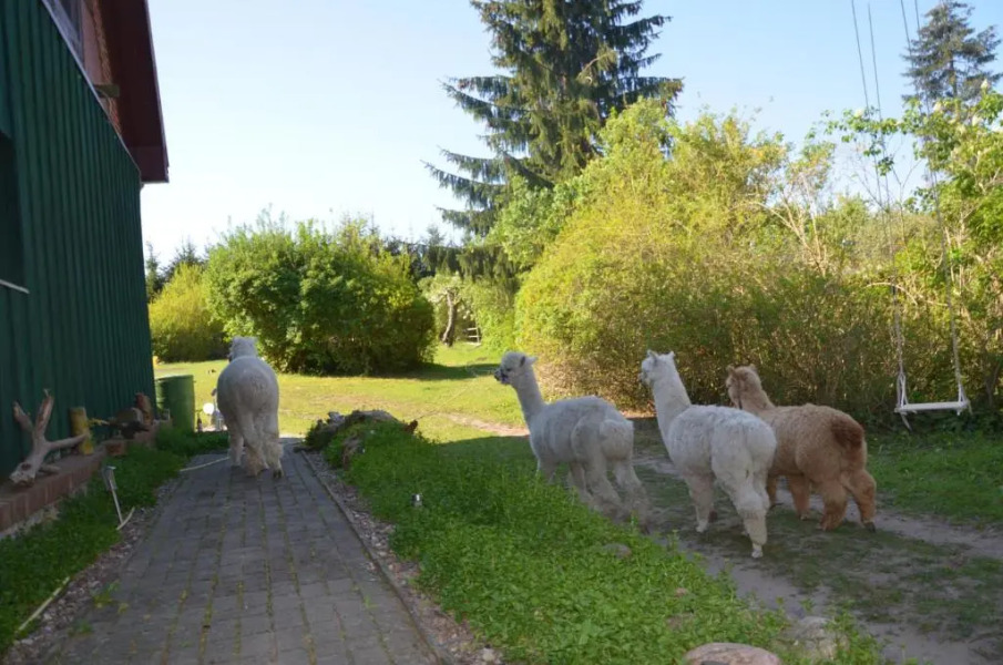 Alpakatherapie und Ferienhof Charlottenthal
