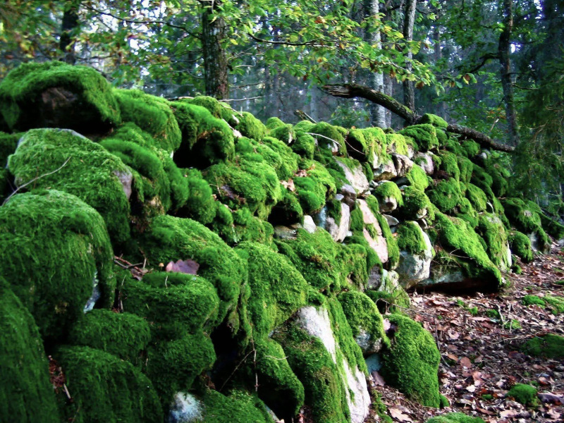 Kvarnen i Knällsberg