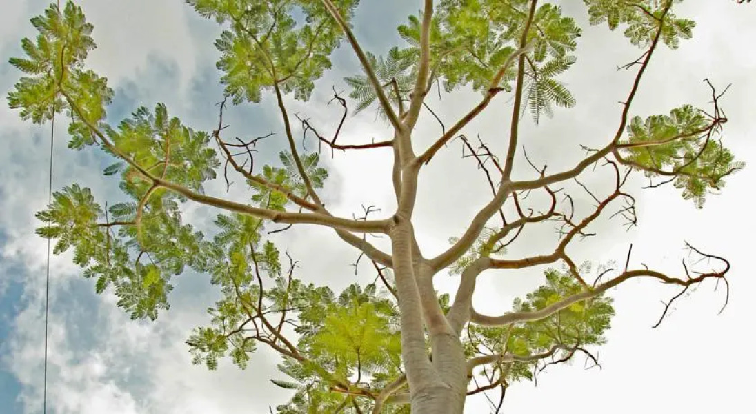 Green Lions Vacation Rental