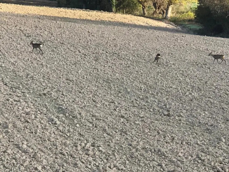 Bed and Breakfast La Cerasa