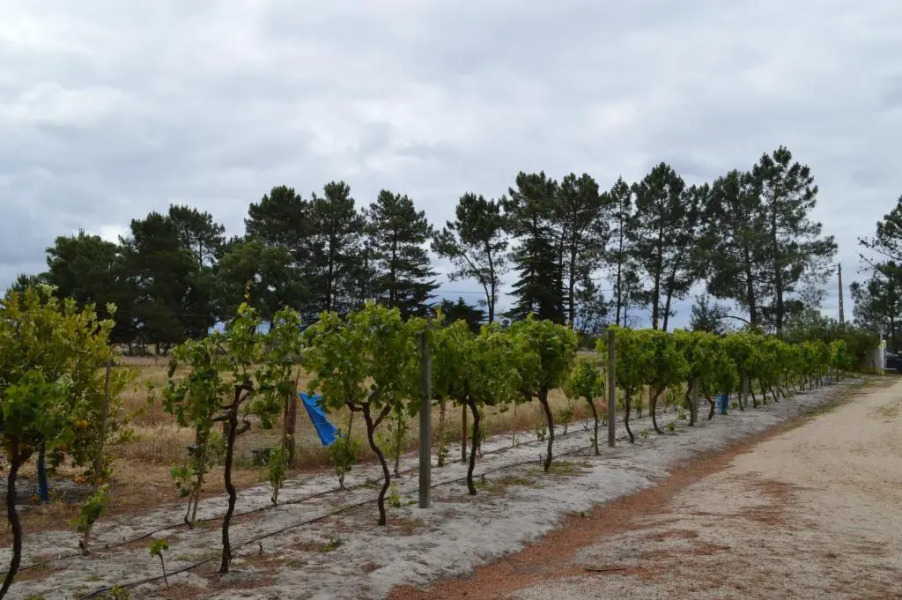 Quinta da Fonte de Grandola
