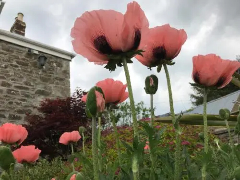 Treveighan Farmhouse