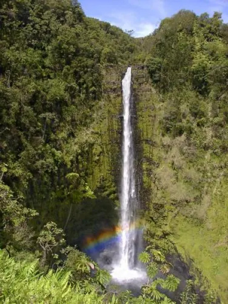 Volcano Dancing Ferns