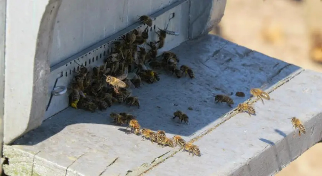 Chambres dhôtes Les Brimbelles