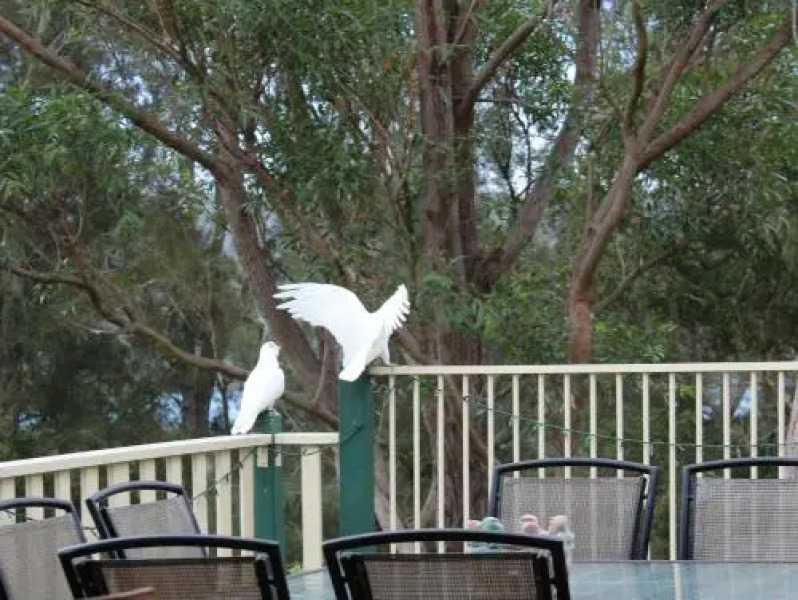 Blue Gum Cottage on Bay