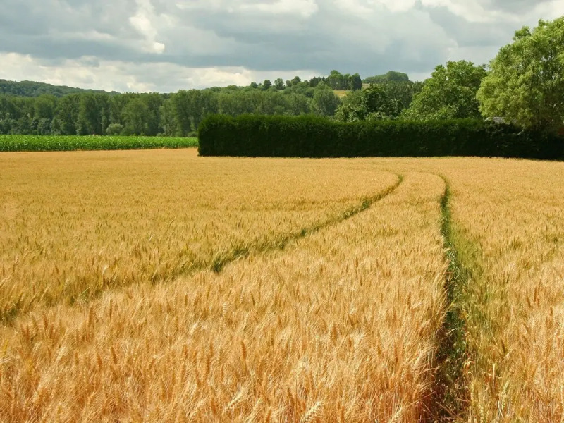 Wijlre Farmhouse Stay