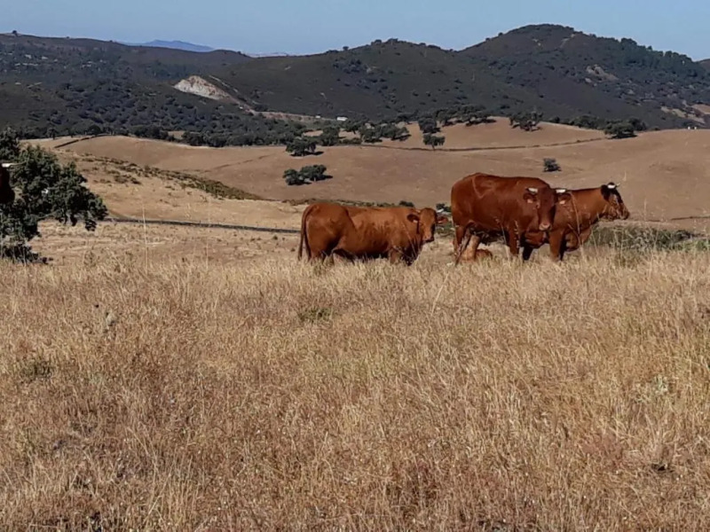 Alojamientos Cabezo del Gato