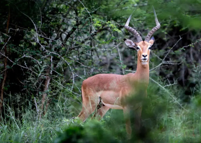 Royal Thonga Safari Lodge