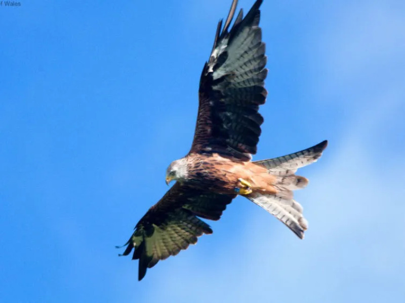 Holiday Home Y Barcud Coch