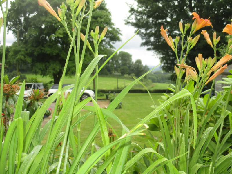 Brambles Bed and Breakfast