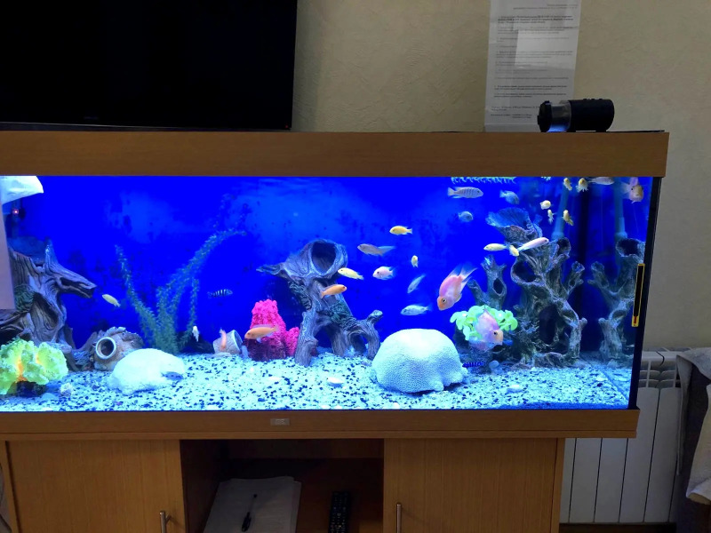 Апартаменты с Аквариумом и видом на Парк