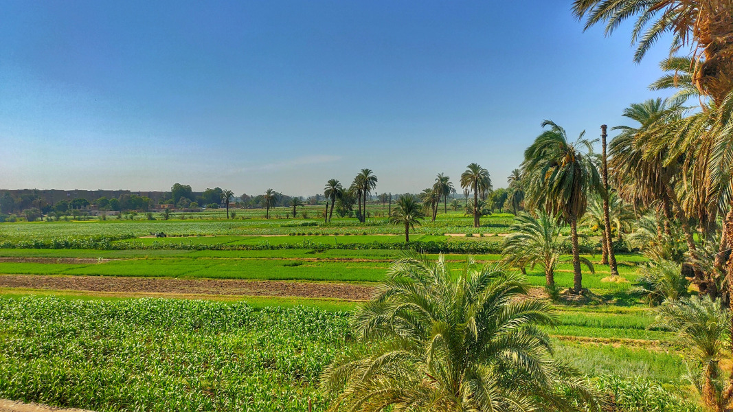 Ферма Esna House