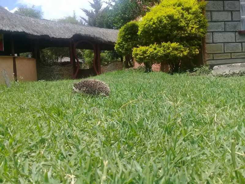 Отель The Great Circle Lodge