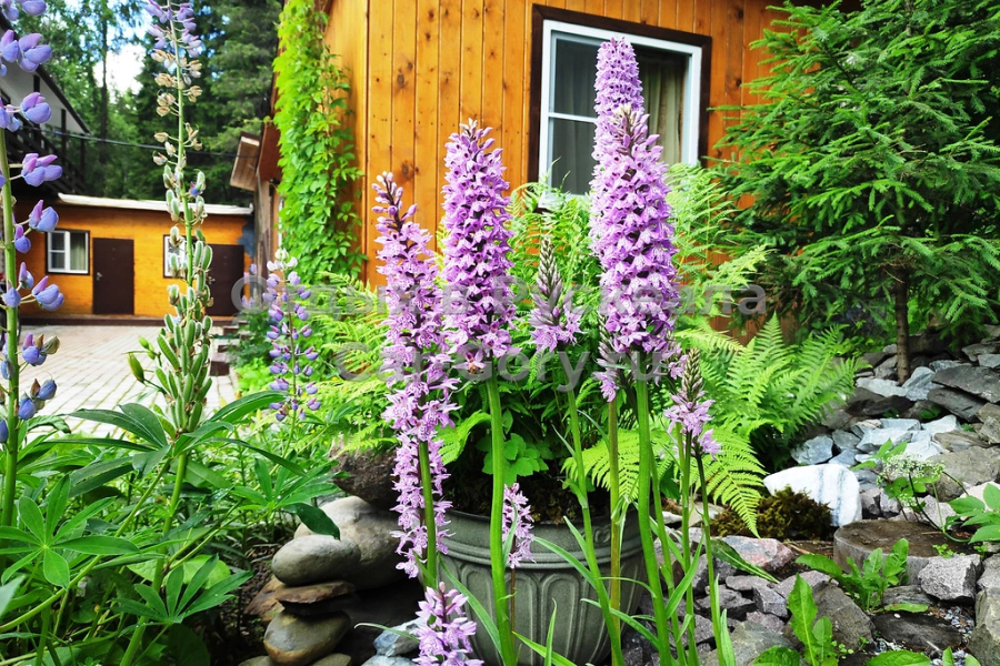 Гостевой дом Царь горы