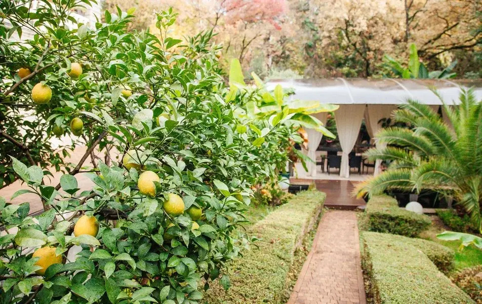 Отель ROMANOVPALM Hotel