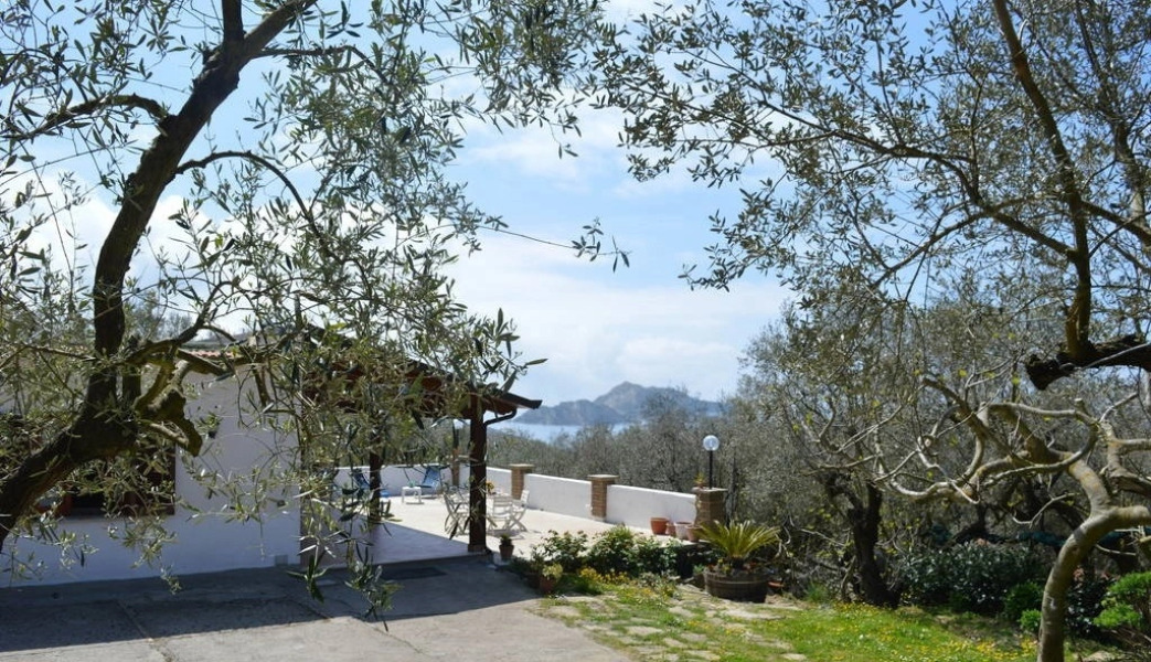 The Lizard - INH 24459